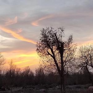 mahrohektap芒果花蜜（合成器版）