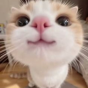 Live From The Gutter (sped up)