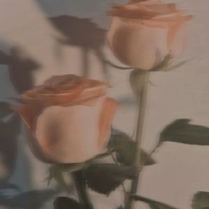 去年花开（翻自王忻辰/苏星婕）