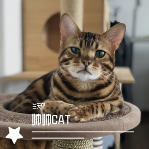 帅帅CAT
