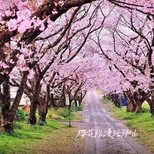 樱花烂漫珞珈山