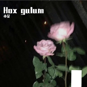 Hox gulum