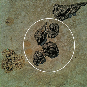 Earth's Girth (Pregnant with the Light)