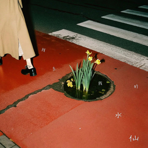 我是，我的，水仙