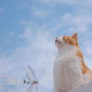 にゃんこえすけーぷ