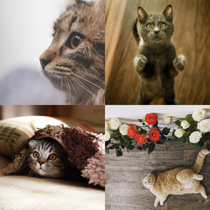 温和可爱猫咪梦想