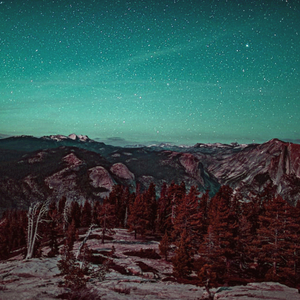 Environmental Lavender