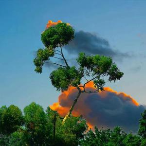 陈雪凝-绿色和声伴奏