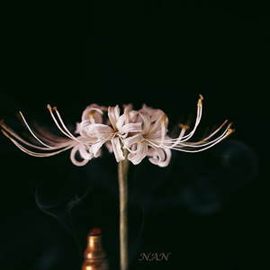 再见吧，喵小姐