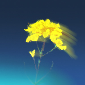 ブラシカ・ラパ (Instrumental)