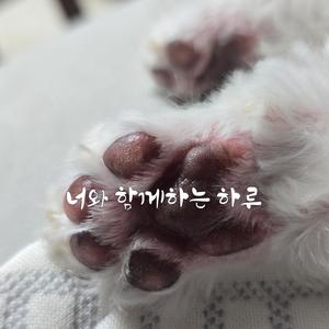 강아지의 하루