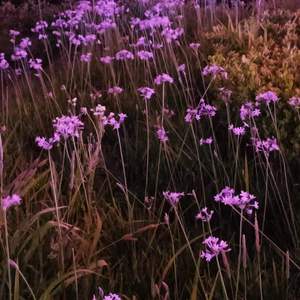 Tell u (prod by Trai5or&Ice CXLD)