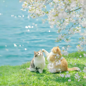 伯虎说（小猫摇）