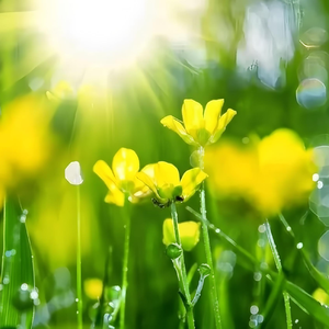 你明天还会再来么