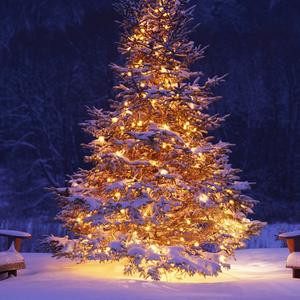 银色的圣诞树 (4)