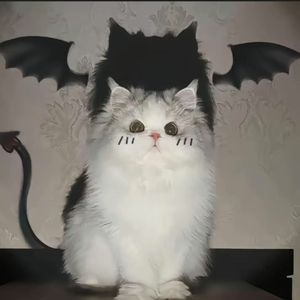 可怜虫（升调版）