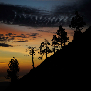 LAS JELLIES LÁGRIMAS VIVAS