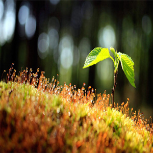 我与星光同样浪漫 (治愈纯音乐)