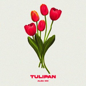 Tulipán