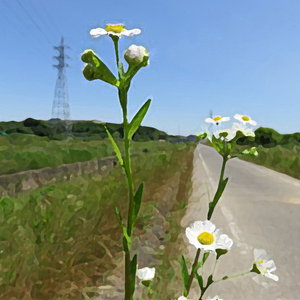 ハルジオンとヒメジョオン