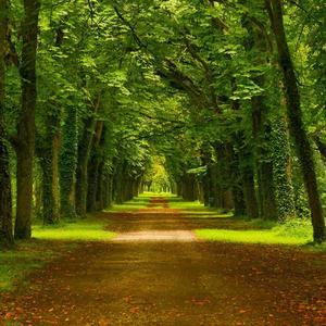 伍佰-挪威森林remix（怪鱼海棠G￥HT remix）