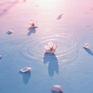 桜下の約
