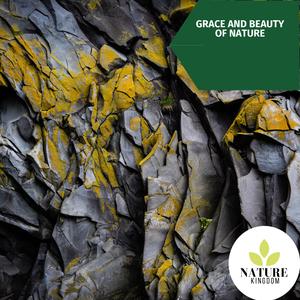 Relax with Birds Sound