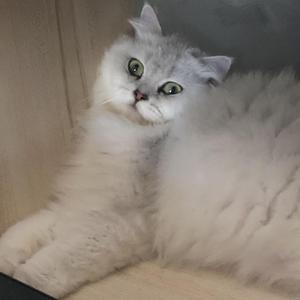 雪侯