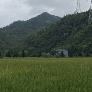 莉莉周是否存在