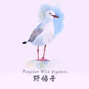野鸽子 Wild pigeons
