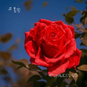哪有玫瑰花不会凋零