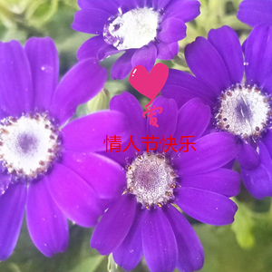 情人节快乐