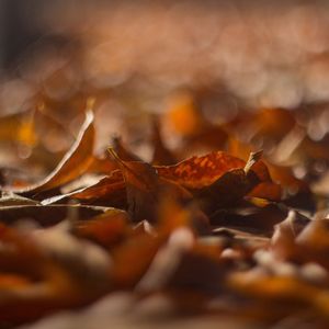 偏爱(降调减速版)