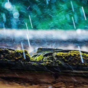 夜阑卧听风吹雨