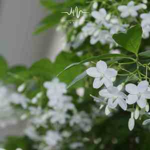 美好降临 (安眠曲)