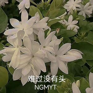 茉莉花