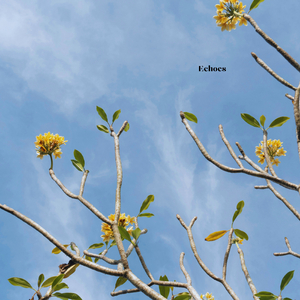 Echoes
