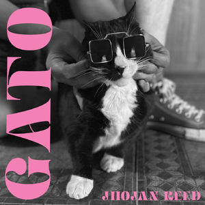 Gato