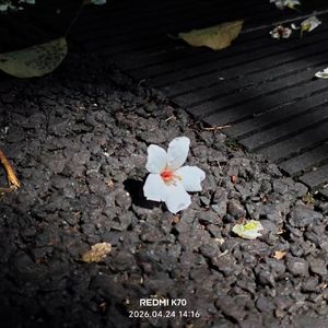 隔着一句试探的晚安