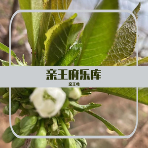 画离弦-亲王1314-0