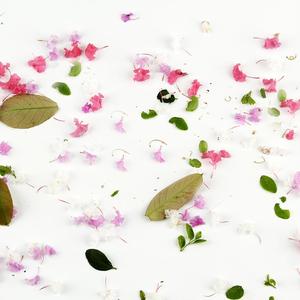 雪地上的绿叶子 (5)