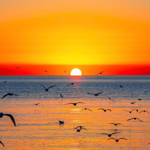 椰影蓝海边的快乐节拍