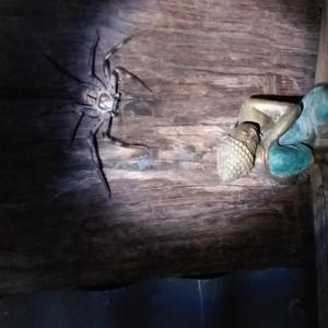 Dream Farm (feat. Jeremy Marcotte & Elisse Kleiner)