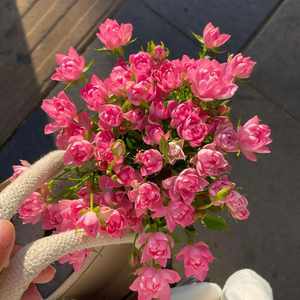 我的山楂树之恋