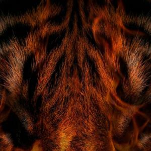 William Blake, Tyger Tyger