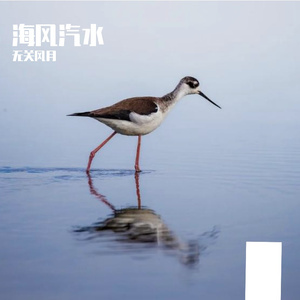 小灰灰的奇妙之旅