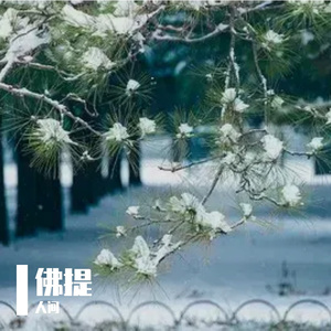 竹林雨幕下的静谧之眠