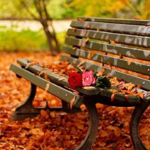 晚秋的落叶与微风