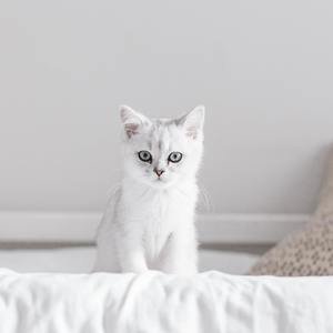 一笑倾城-苏末江南