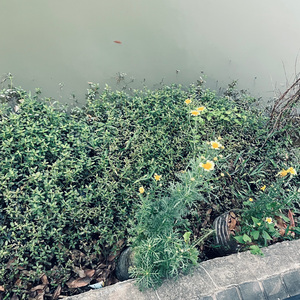 我不想再假装。。。